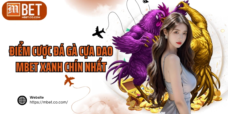 Điểm cược đá gà cựa dao MBET xanh chín nhất