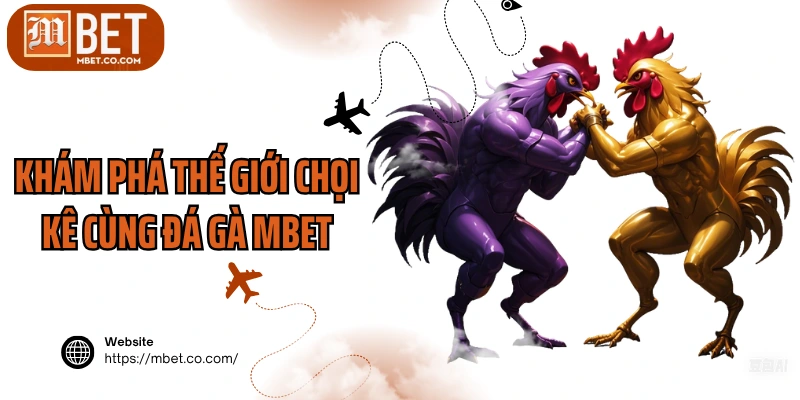 Khám phá thế giới chọi kê cùng đá gà MBET